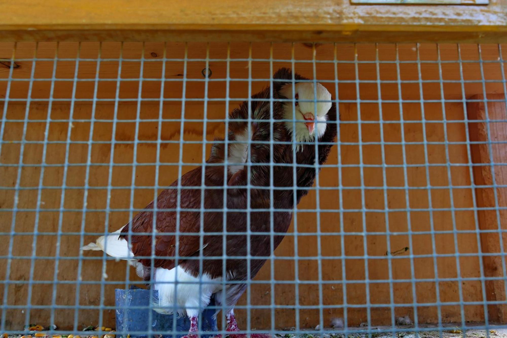Bauernhof Pensiunea Maramu Breb